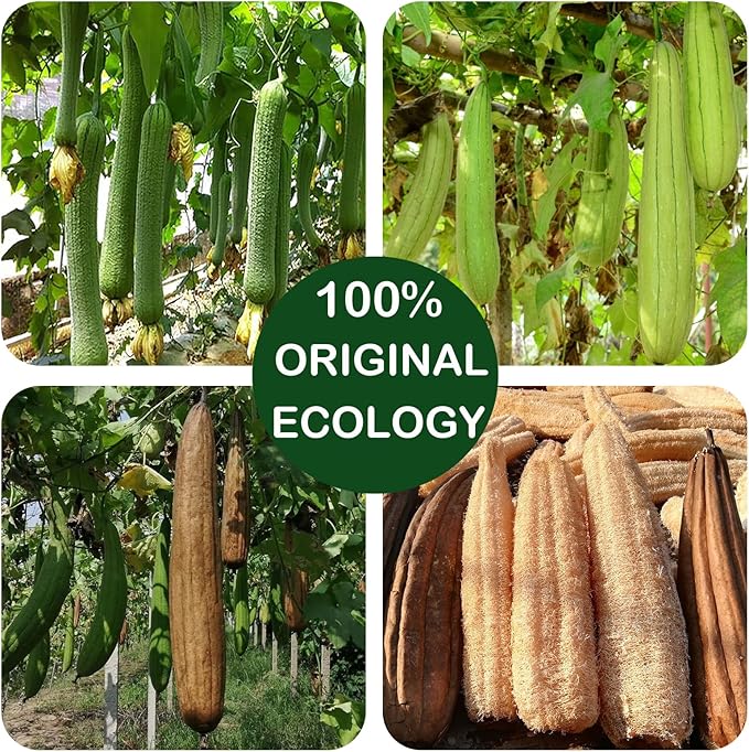 (3 PCS) Natural Loofah Sponge Exfoliating Body Scrubber,Made with Eco-Friendly and Biodegradable Shower Luffa Sponge, Loofah for Women and Men,with Rust-Proof Hook, Beige,11x16cm